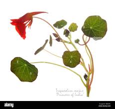 Attēlu rezultāti vaicājumam “Tropaeolum majus bud”