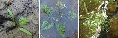 Attēlu rezultāti vaicājumam “Oenanthe aquatica”