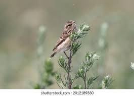 Attēlu rezultāti vaicājumam “Saxicola rubetra juvenile”