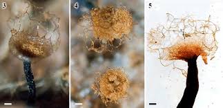 Attēlu rezultāti vaicājumam “Cribraria rubiginosa spores”