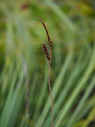 Attēlu rezultāti vaicājumam “Carex cespitosa”