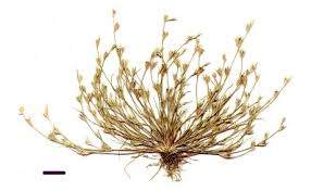 Attēlu rezultāti vaicājumam “Juncus bufonius bud”