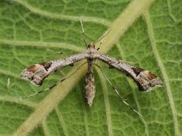 Attēlu rezultāti vaicājumam “Platyptilia gonodactyla”