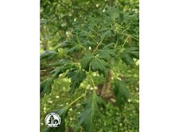 Attēlu rezultāti vaicājumam “Tilia platyphyllos Laciniata”