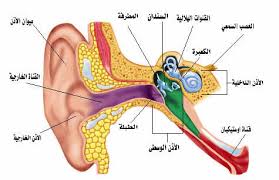 لقاح جديد قد يمنع التهابات الأذن Images?q=tbn:ANd9GcR85U7P5TFXxhA9660lAMWPufsXNZdCUEXhhHKjFysJ_BDAdFgp