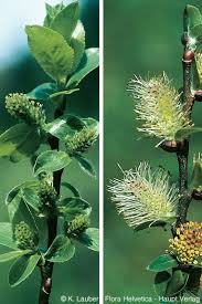 Attēlu rezultāti vaicājumam “Salix myrsinifolia”