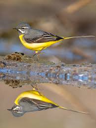 Attēlu rezultāti vaicājumam “Motacilla cinerea”