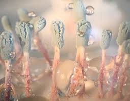 Attēlu rezultāti vaicājumam “Penicillium vulpinum”