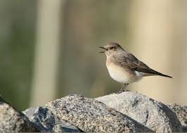 Image result for Oenanthe pleschanka