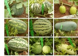 Attēlu rezultāti vaicājumam “Cynosurus cristatus fruit”