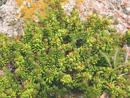 Attēlu rezultāti vaicājumam “Empetraceae”