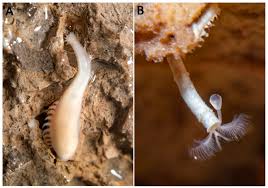 Attēlu rezultāti vaicājumam “Annelides”