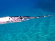 Image result for Belone belone