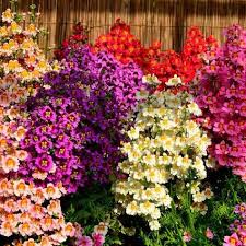 Image result for Schizanthus