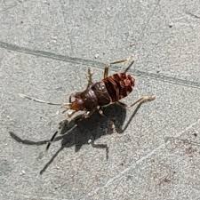 Attēlu rezultāti vaicājumam “Eremocoris plebejus”