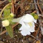 Image result for Galeopsis segetum