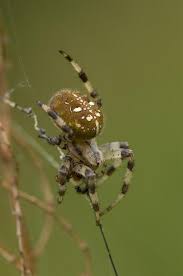 Attēlu rezultāti vaicājumam “Araneus quadratus”