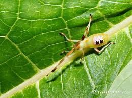 Attēlu rezultāti vaicājumam “Gerridae imago”