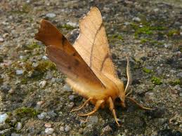 Attēlu rezultāti vaicājumam “Ennomos erosaria”