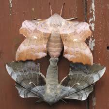 Attēlu rezultāti vaicājumam “Laothoe populi”