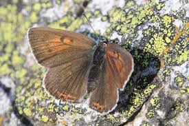 Attēlu rezultāti vaicājumam “Lycaena hippothoe underside”