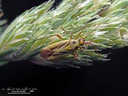 Attēlu rezultāti vaicājumam “Stenotus binotatus male”