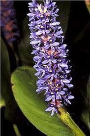 Attēlu rezultāti vaicājumam “Melampsoridium sp.”