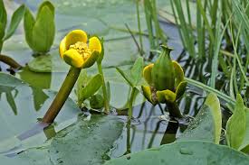 Attēlu rezultāti vaicājumam “Nymphaeaceae”