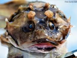 Image result for Myoxocephalus quadricornis