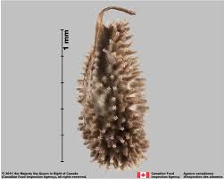 Attēlu rezultāti vaicājumam “Cynoglossum officinale fruit”