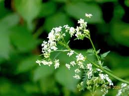 Image result for Chaerophyllum aureum
