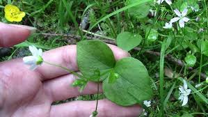 Attēlu rezultāti vaicājumam “Claytonia sibirica”
