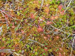 Attēlu rezultāti vaicājumam “Sphagnum austinii”