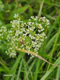 Attēlu rezultāti vaicājumam “Galium album bud”
