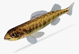 Image result for Moxostoma duquesnei