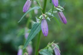 Image result for Campanula trachelium