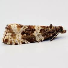 Attēlu rezultāti vaicājumam “Orthotaenia undulana”