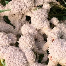 Attēlu rezultāti vaicājumam “Fuligo septica var. flava”