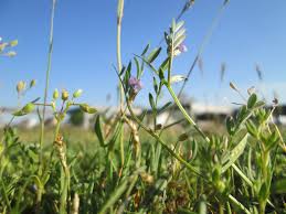 Attēlu rezultāti vaicājumam “Vicia lathyroides leaf”