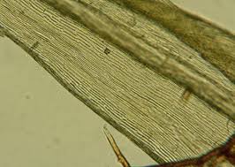 Attēlu rezultāti vaicājumam “Tomentypnum nitens”