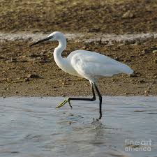 Image result for Egretta garzetta