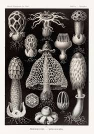 Image result for ernst haeckel