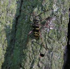 Attēlu rezultāti vaicājumam “Plagionotus detritus”