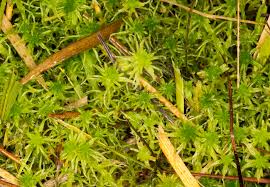 Attēlu rezultāti vaicājumam “Sphagnum fallax”