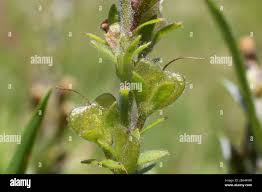 Attēlu rezultāti vaicājumam “Veronica officinalis fruit”