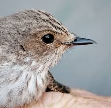 Attēlu rezultāti vaicājumam “Muscicapa striata”