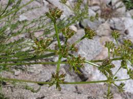 Attēlu rezultāti vaicājumam “Symphytocarpus trechisporus young”