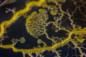 Attēlu rezultāti vaicājumam “Physarum obscurum young”