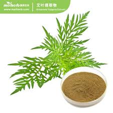 Attēlu rezultāti vaicājumam “Artemisia vulgaris leaf”