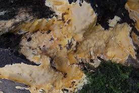 Attēlu rezultāti vaicājumam “Ceriporia”